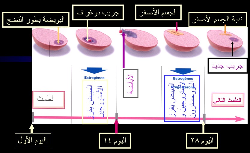 الدورة الطمثية ـ الدورة الشهرية عند المرآة للأخت كئيبه و للجميع CYCL Ovulation.jpg