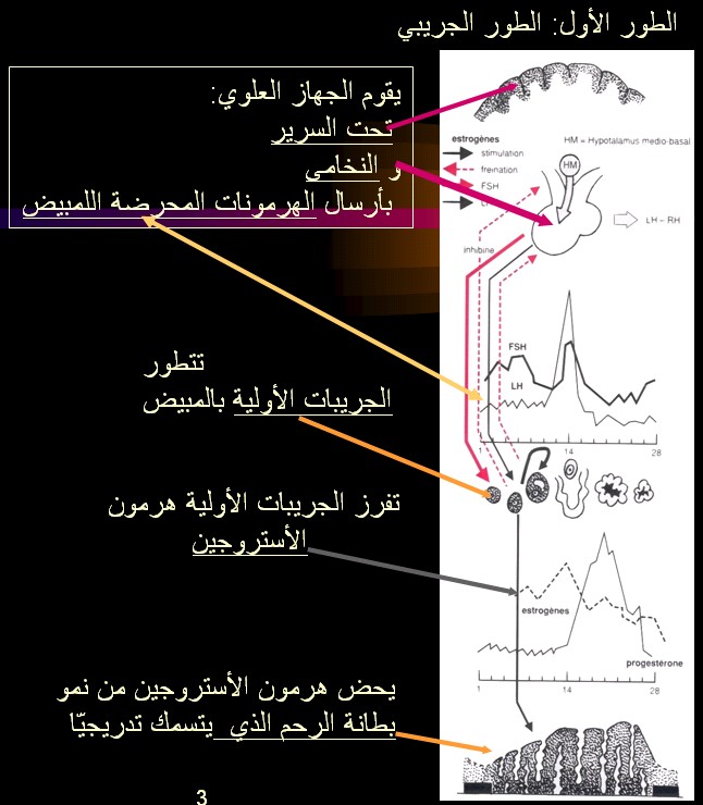 الدورة الطمثية ـ الدورة الشهرية عند المرآة للأخت كئيبه و للجميع cycl PHASE FOLICULAIRE.jpg