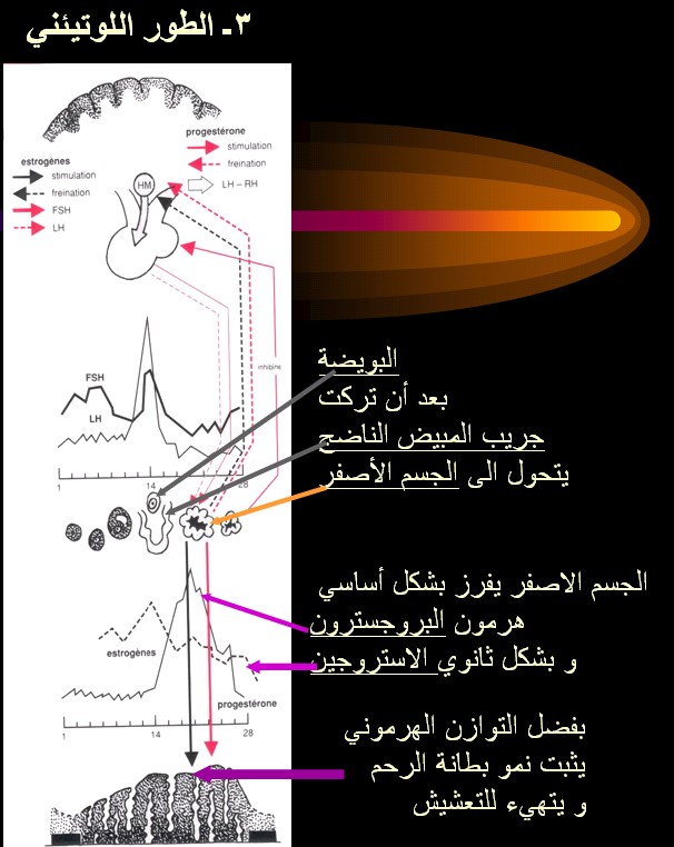   cycl%20PHASE%20LUTEA